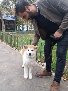 transport-animale-akita inu