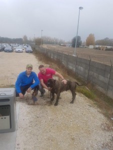 transport-animale-amstaff