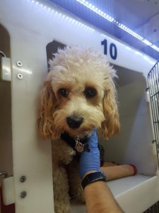 transport-animale-bichon (2)