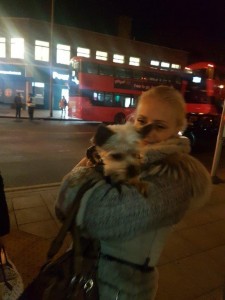 transport-animale-yorkshire terrier