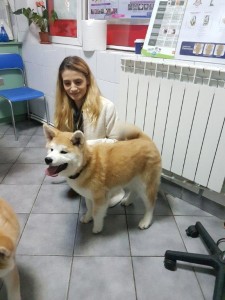 transport-caini-akita inu