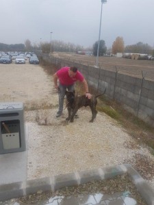 transport-caini-amstaff