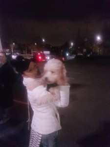 transport-caini-bichon