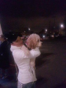 transport-caini-bichon (2)