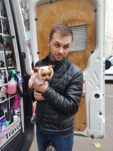 transport-caini-yorkshire terrier