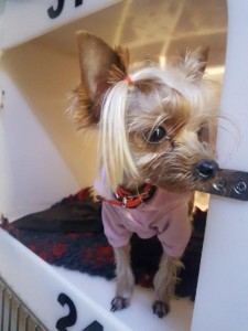 transport-caini-yorkshire terrier (2)