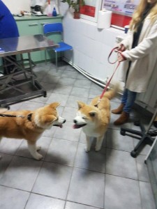 transport-catei-akita inu