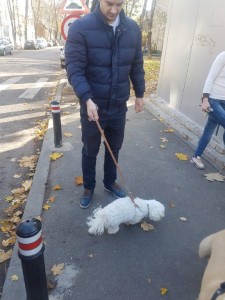 transport-catei-bichon (2)