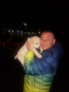 transport-catei-golden retriever