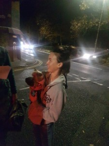 transport-catei-yorkshire terrier (2)