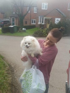 pomeranian uk  