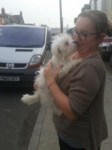 transport bichon uk 