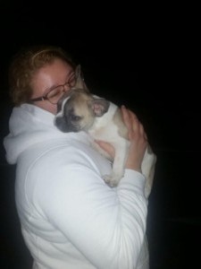 transport buldog francez 