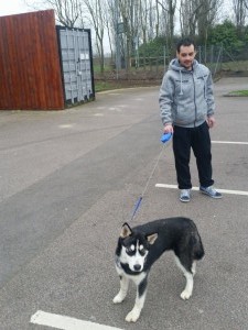 transport husky germania 