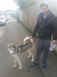 transport husky uk 