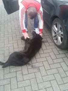 transport labrador uk 