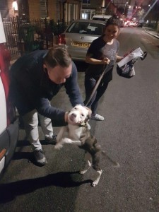 transport-animale-amstaff