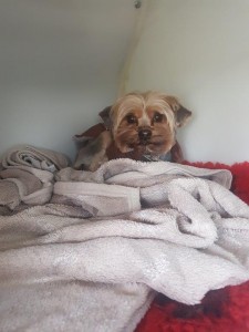 transport-animale-yorkshire terrier