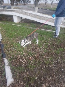 transport-caini-amstaff