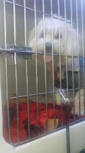transport-caini-bichon