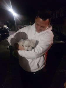 transport-caini-bichon (3)