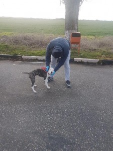 transport-catei-amstaff