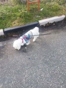 transport-catei-bichon