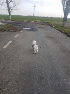 transport-catei-bichon (2)