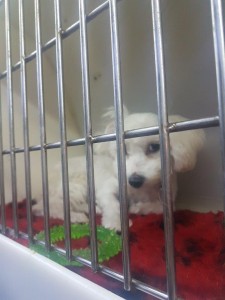transport-catei-bichon (3)