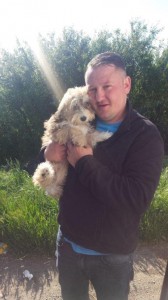 bichon transport caini