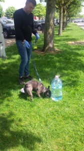 buldog francez transport animale companie