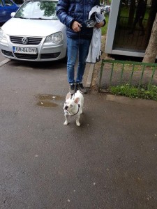 buldog francez transport caini