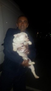 buldog transport animale de rasa 10.05.3017