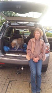 colli Anglia transport animale companie