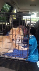 colli transport international animale