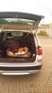 labradod transport animale