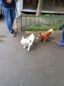 pechinez si bichon transport caini