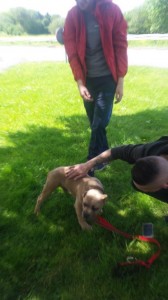 transport animale amstaff