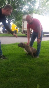 transport caini amstaff