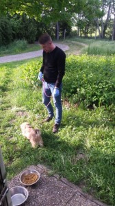 transport caini bichon 10.05.2017