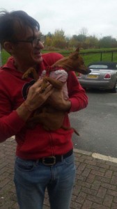 transport-animale-anglia