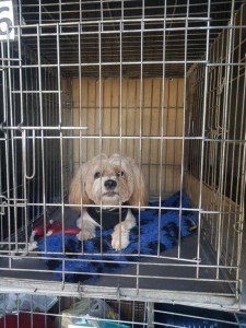 transport-animale-bichon-anglia