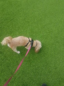 transport-animale-bichon-germania