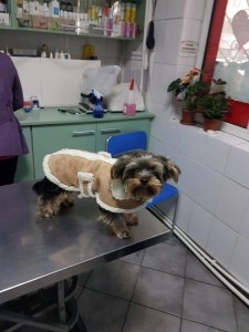 transport-animale-bichon