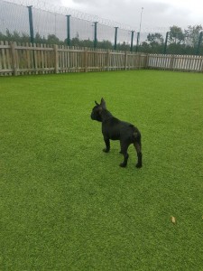 transport-animale-bulldog francez