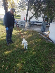 transport-caini-bichon