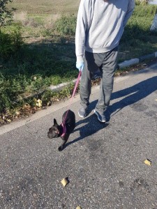 transport-caini-bulldog francez