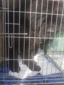 transport-caini-chow chow