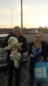 transport-catei-bichon-anglia