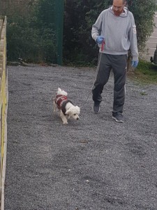 transport-catei-bichon-germania